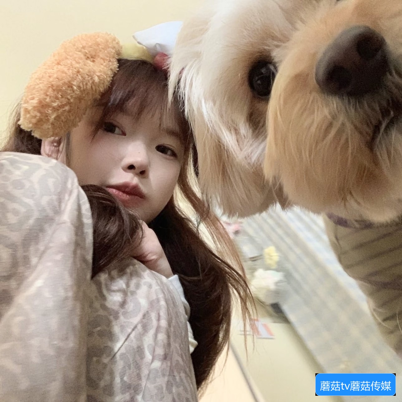 蘑菇TV官网在线观看方法与常见问题解答